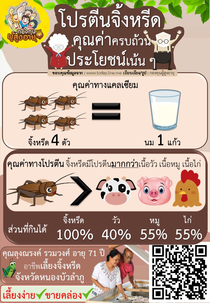 โปรตีนจิ้งหรีด คุณค่าครบถ้วน ประโยชน์เน้นๆ BY กองทุนผู้สูงอายุ