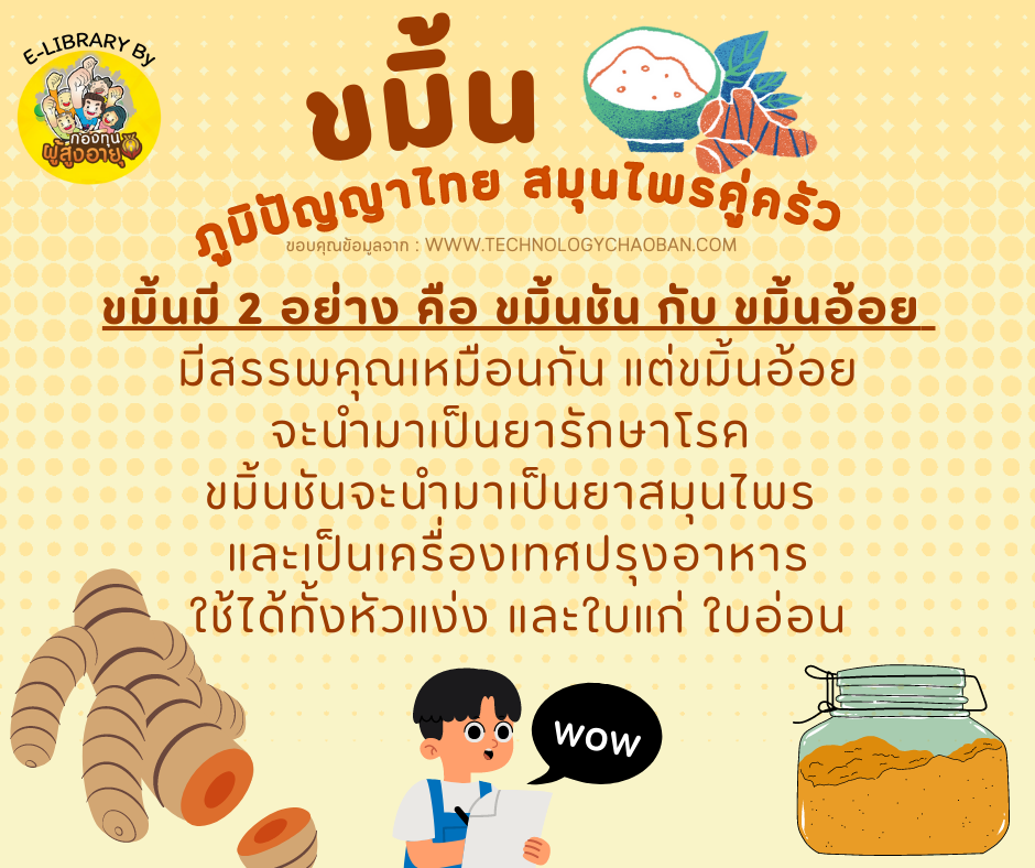 ขมิ้น ภูมิปัญญาไทย สมุนไพรคู่ครัว