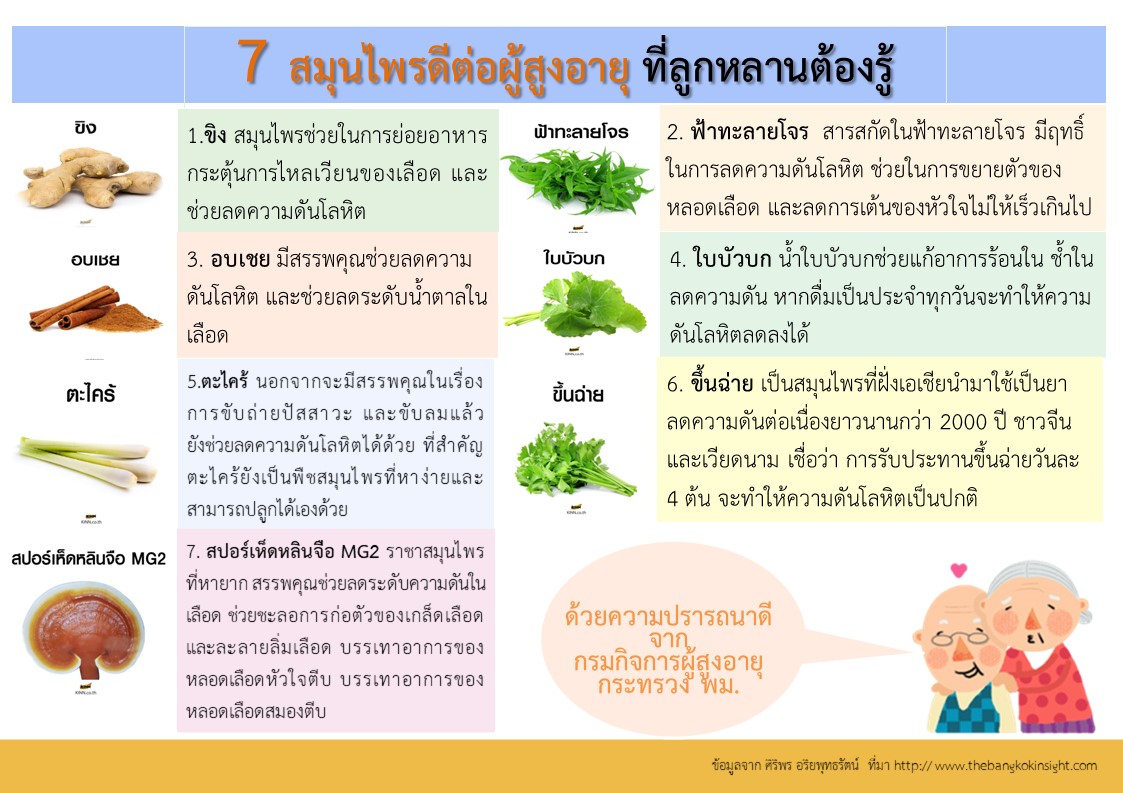 7 สมุนไพรดีต่อผู้สูงอายุที่ลูกหลานต้องรู้ (สศส.)