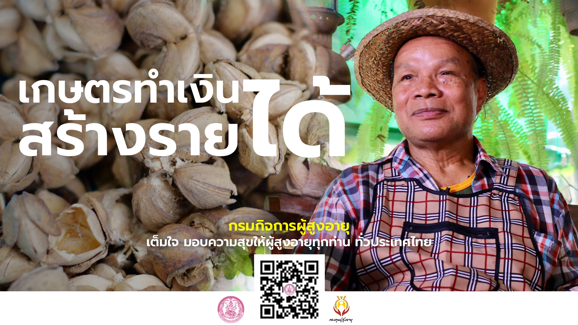 เพาะปลูกและแปรรูปถั่วดาวอินคา ได้โอเมก้าสูง จังหวัดสุโขทัย By กองทุนผู้สูงอายุ