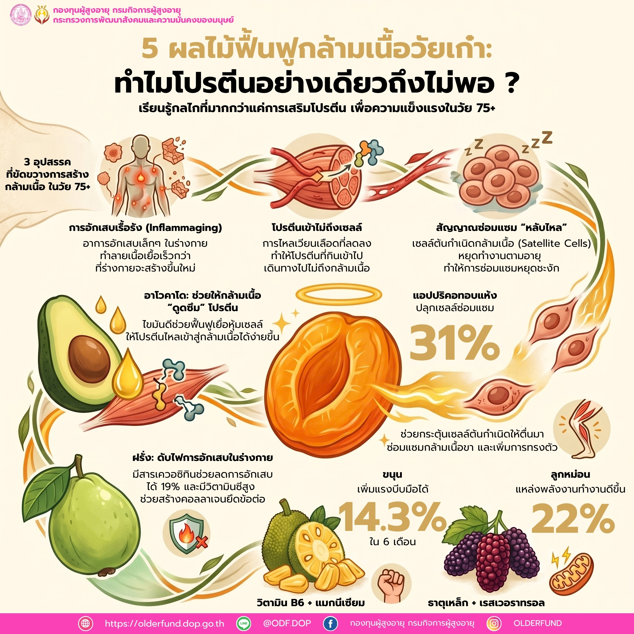 5 ผลไม้ ฟื้นฟูกล่ามเนื้อวัยเก๋า: ทำไมโปรตีนอย่างเดียวถึงไม่พอ ?